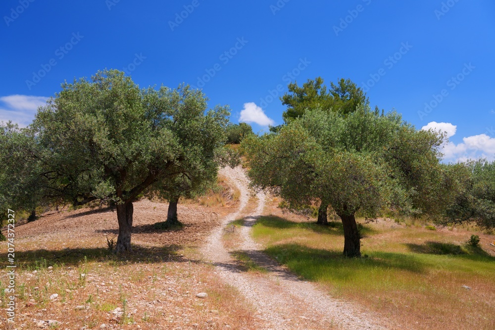 Fototapeta premium Agriculture landscape in Rhodes island in Greece. Spring view of olive tree grove.