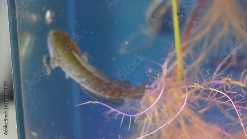 Colorful Dwarf Snakehead Fish Swimming Near Water Surface in Planted Aquarium
