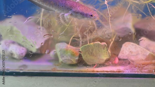 Exotic Dwarf Snakehead Fish Swimming and Playing with Human Hand
