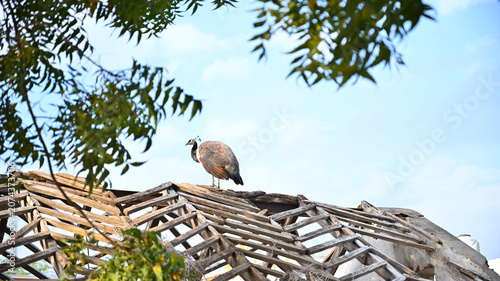Konstfotografi Peahen perched on traditional thatched roof under blue sky