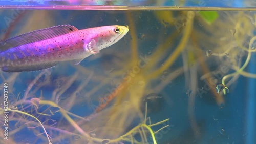Close Up of Colorful Snakehead Fish Interacting with Owner
