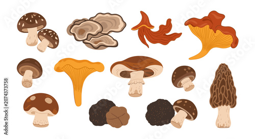 Cuadro en lienzo Variety of Mushroom Types.