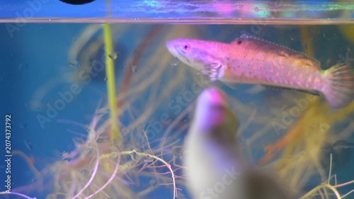 Colorful Exotic Snakehead Fish Interacting with Human Finger in Planted Aquarium
