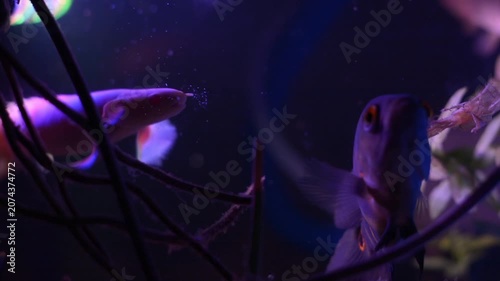 Dark Oscar Fish and Albino Senegal Bichir in Freshwater Aquarium

