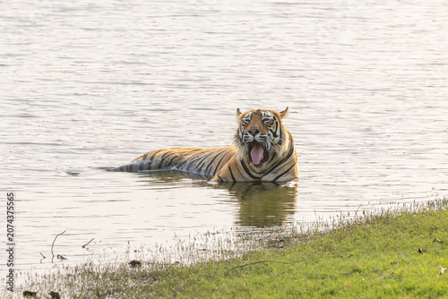 A Bengal tiger (Panthera tigris tigris) cools off in a lake in Zone 3 of Ranthambore National Park, India, during intense summer heat exceeding 40°C.