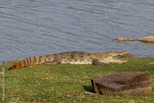 Foto A Mugger Crocodile (Crocodylus palustris) basks along the lakeshore at Ranthambore National Park, India, resting with its mouth wide open