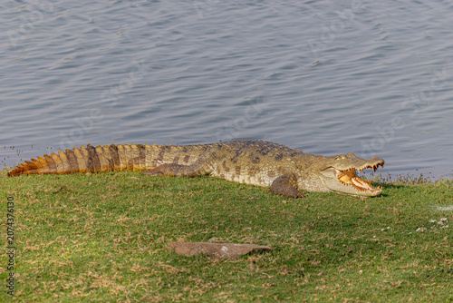 Billede på lærred A Mugger Crocodile (Crocodylus palustris) basks along the lakeshore at Ranthambore National Park, India, resting with its mouth wide open