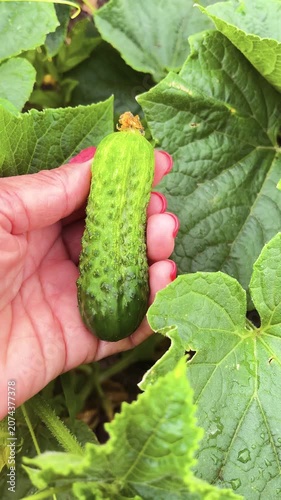 Woman's hands holding a freshly picked ripe cucumber from the garden. Organic vegetable harvest, home gardening, and healthy nutrition with fresh seasonal produce.