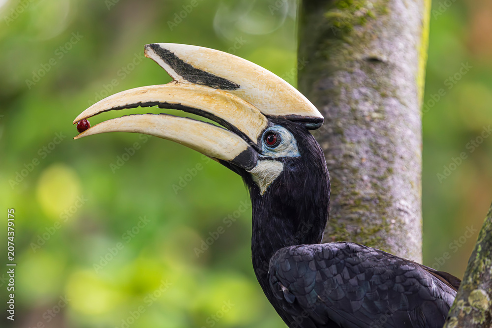 Obraz premium The Oriental pied hornbill in Sungei Buloh Wetland Reserve Singapore. It has the largest distribution in the genus and is found in the Indian Subcontinent and throughout Southeast Asia. 