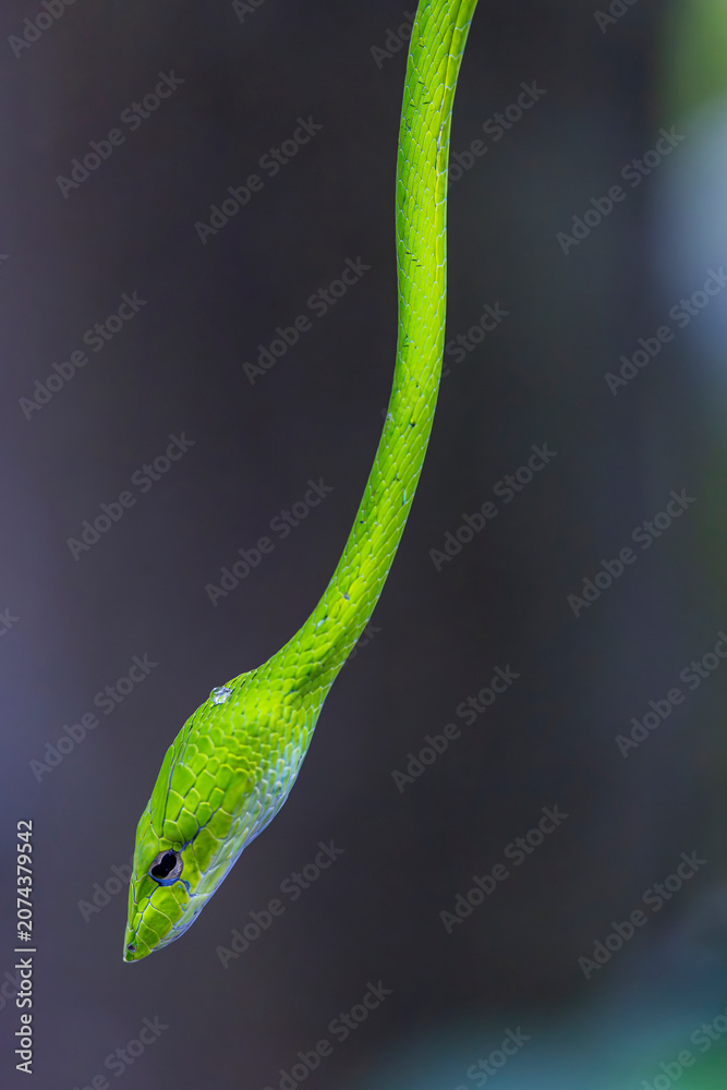 Obraz premium An Oriental whip snake (Ahaetulla prasina) at Sungei Buloh Wetland Reserve, Singapore. This arboreal vine snake is found across South and Southeast Asia.