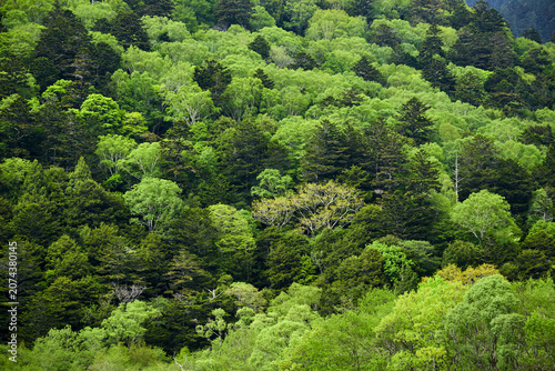Foto 初夏の観光名所上高地の新緑の森の風景