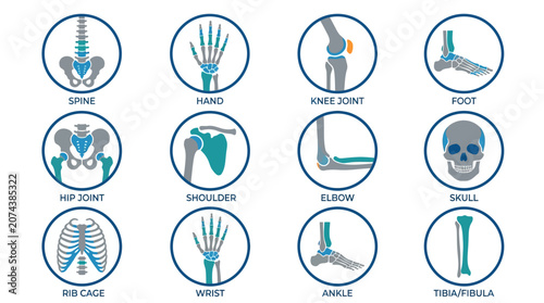 Human body skeletal system anatomy infographic.