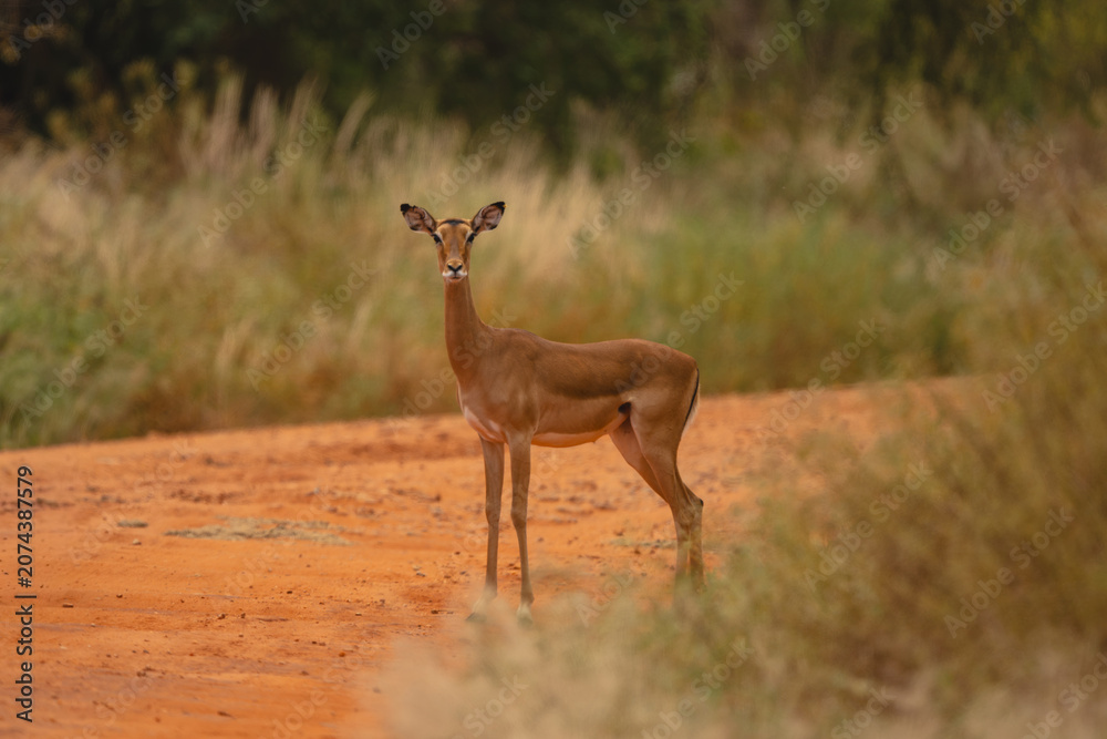 Fototapeta premium Female impala stands on track eyeing camera