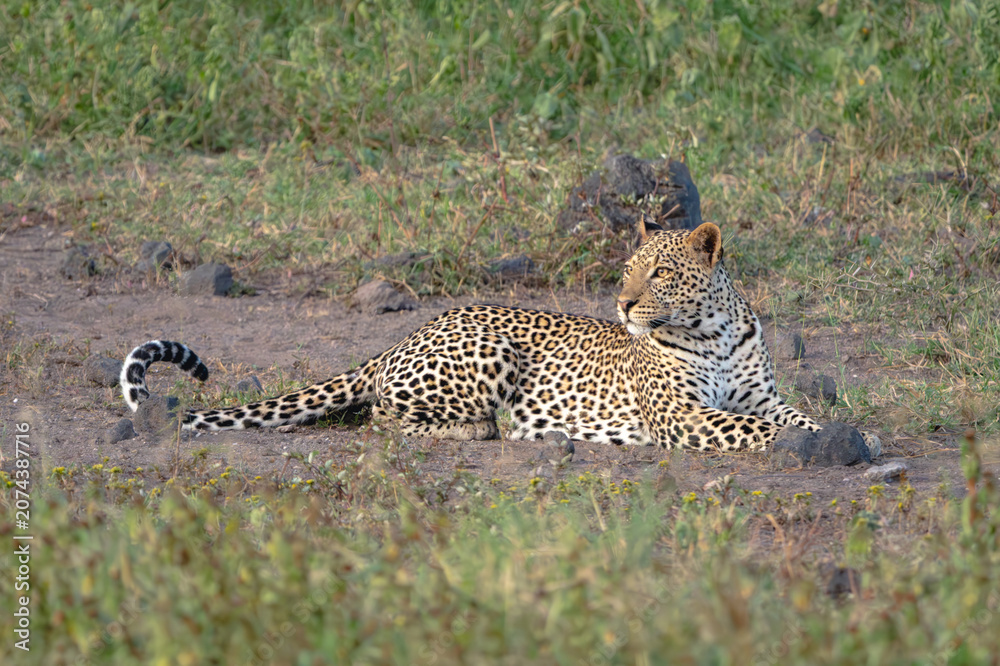 Naklejka premium Female leopard lies in clearing curling tail
