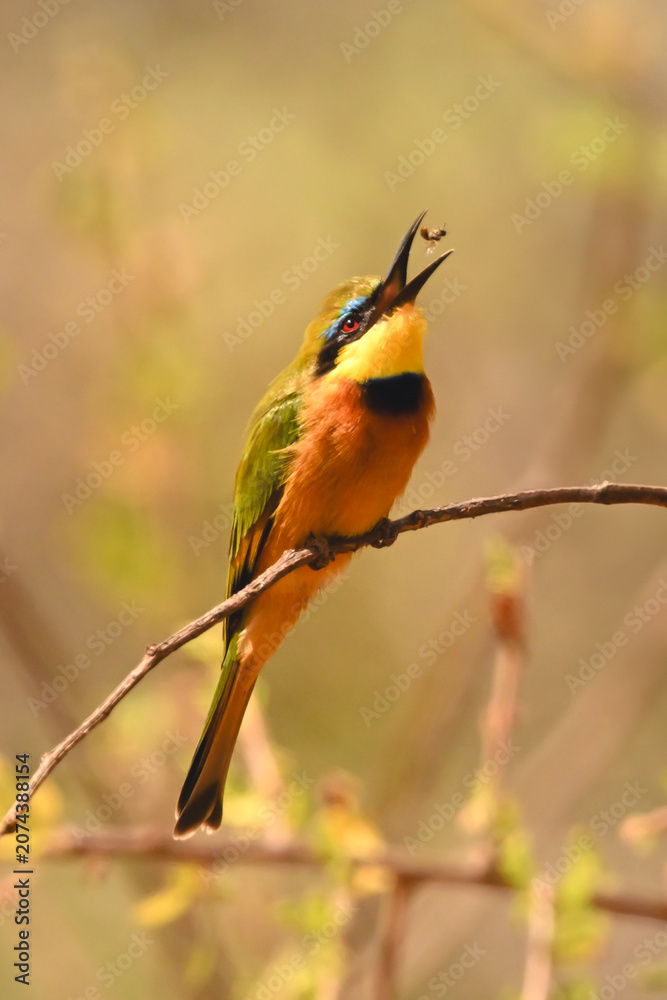 Obraz premium Little bee-eater catches fly on curved branch