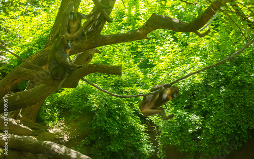 Mandrils playful antics. Bronx Zoo, New York.