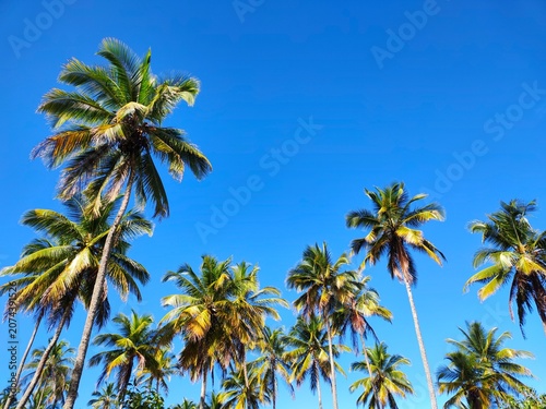 Palm trees against a vivid blue sky