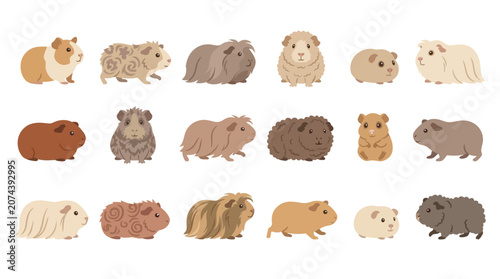 Tableau sur toile Collection of various cute guinea pigs in different colors and fur types, isolated on a white background