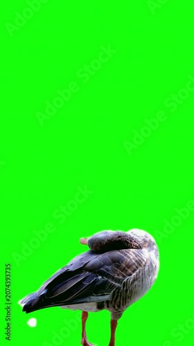 Greylag goose preening feathers isolated on green screen background