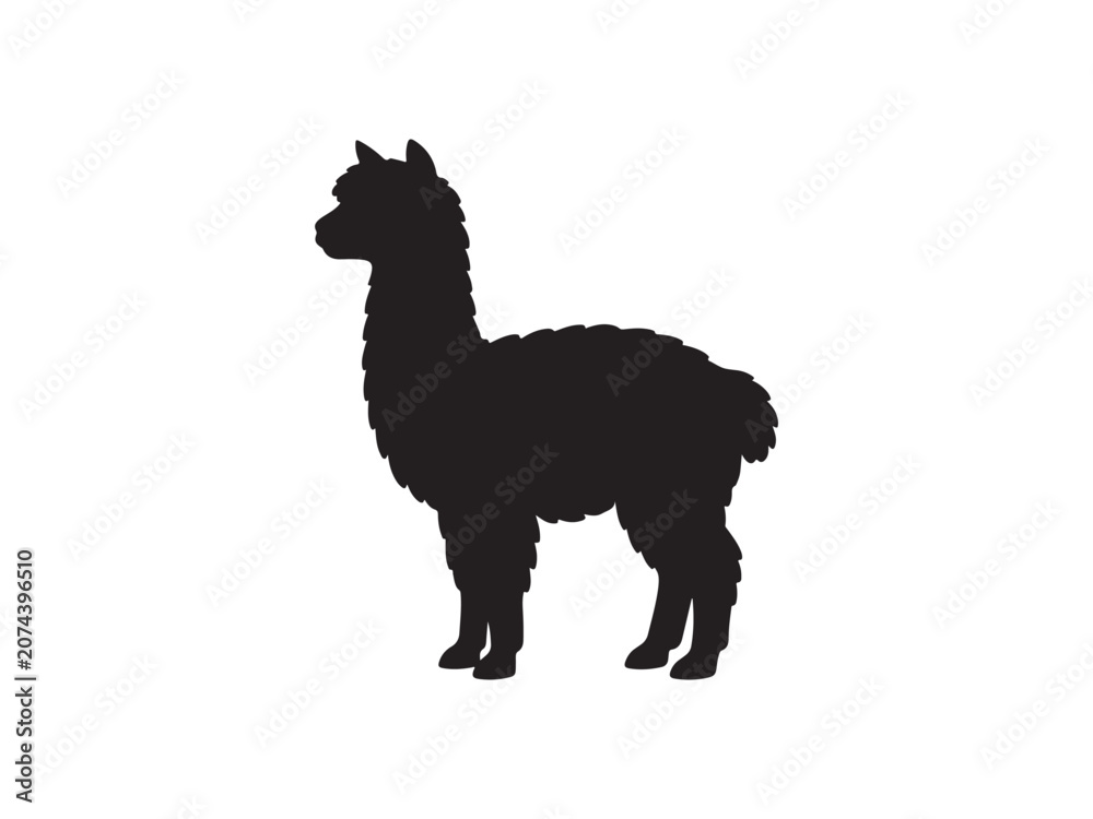 Fototapeta premium Black silhouette of an alpaca standing isolated on white background with silhouette