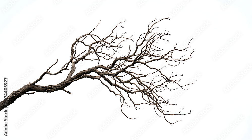 Fototapeta premium Winter bare tree branches against sky