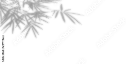 overlay effect shadow of bamboo leaf, stem, and tree branch creating long distorted foliage shadows on white wall background, ,realistic summer sunlight light effect create artistic shade.