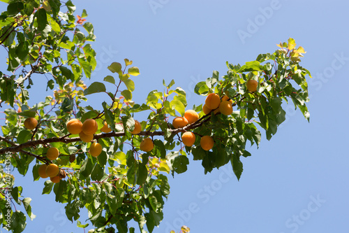 Traditional Dalmatian apricots (Armelin, Prunus armeniaca) hanging on tree branch in sunny orchard, Croatia