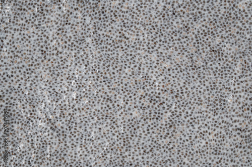 Macro texture of healthy chia seed pudding in milk