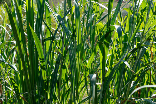 Green coloniao grass panicum maximum forage plant for cattle feeding and natural crafts