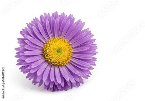 A vibrant purple aster bloom isolated perfectly against a clean white backdrop, showcasing delicate petals and the central yellow disk of the flower, macro, vibrant, copy space