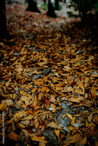 leaves on the ground