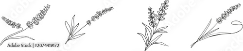 A minimalist lavender sprig in continuous line art, rendered in black against a pristine white background
