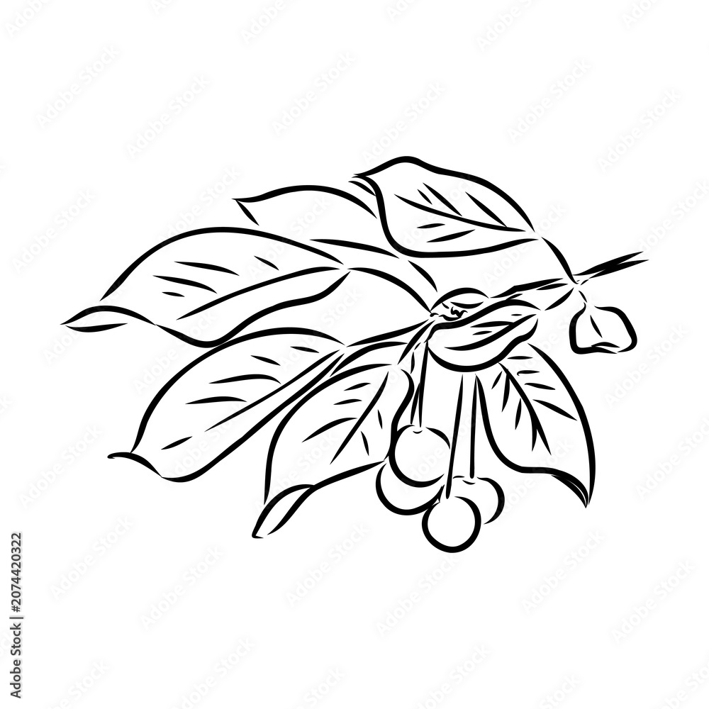 Fototapeta premium tasty cherry, vector sketch