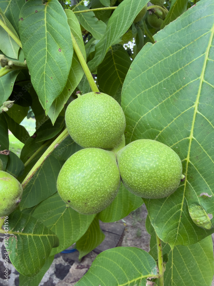 Fototapeta premium Green walnuts growing on a tree in nature