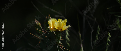 Yellow prickly pear cactus flower in bloom as a banner