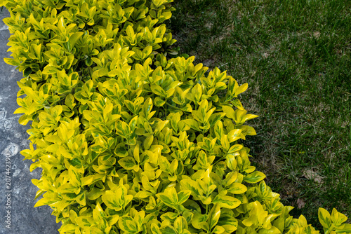 High angle view of yellow and green variegated japanese euonymus shrub hedge in a spring park. Golden spindle tree bush border, ornamental garden landscaping, April, Turkey.