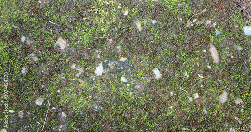 Obraz na plátne Weathered Mossy Stone Texture with Natural Rough Surface – Perfect for Backgroun