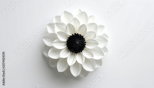 Stark white flower with delicate petals and dark center on plain background