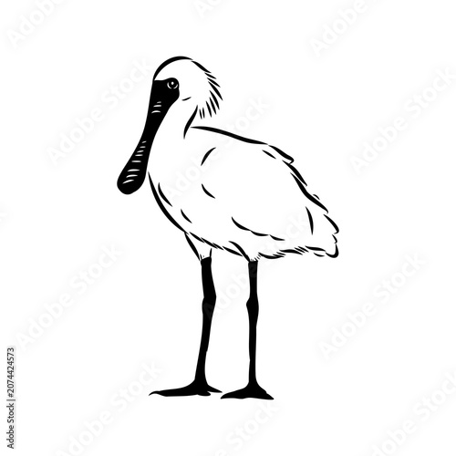 Spoonbill wild bird, vector sketch