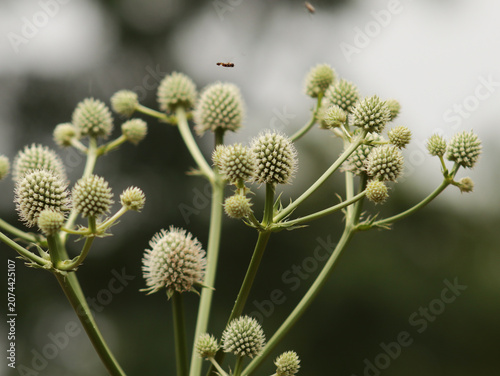 Quadro su tela Ball shaped flowers of a rattlesnake master plant with an tiny insect hovering nearby