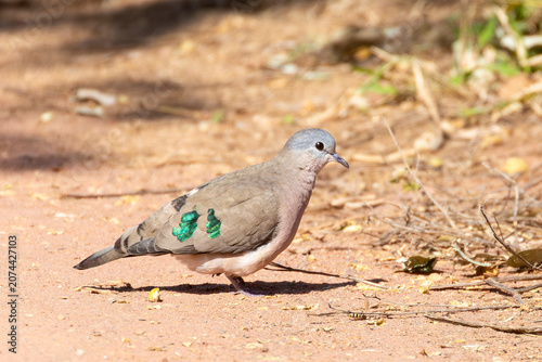 фотографія Emerald-spotted Wood Dove (Turtur chalcospilos), Punda Maria, Limpopo, South Afr