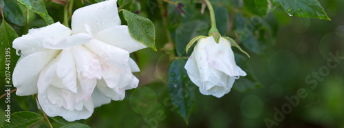 White rose flower blooming among dense green leaves in garden.