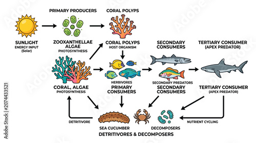 Educational Diagram Illustrating the Marine Biological Food Web and Energy Flow within a Coral Reef Ecosystem