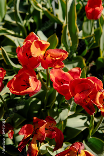 Close-Up of Colorful Tulips at Spring Flower Exhibition in Sweden with Dramatic Sunlight