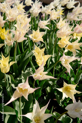 Close-Up of Colorful Tulips at Spring Flower Exhibition in Sweden with Dramatic Sunlight