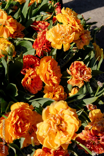 Close-Up of Colorful Tulips at Spring Flower Exhibition in Sweden with Dramatic Sunlight