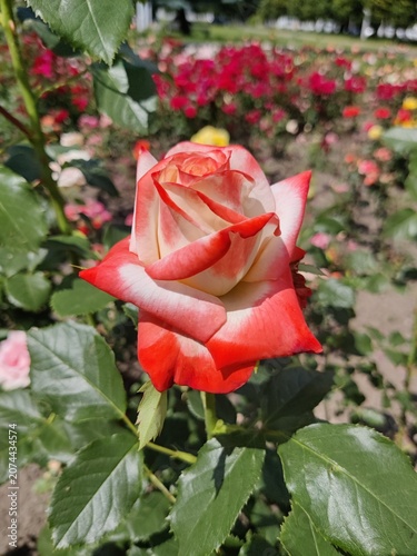 Macro photo of a rose with pale pink and coral petals, soft blurred background, natural light, detailed floral close-up