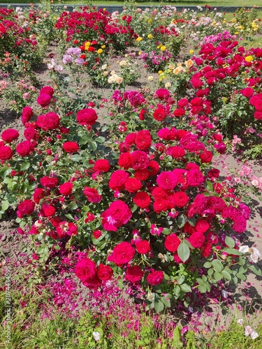 Dense bush of blooming pink and red roses in a lush garden, vibrant petals, natural daylight, soft background, floral beauty, high detail