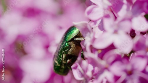 A green golden-bronze beetle is eating lilac leaves. A shiny rose chafer beetle feeding on a green lilac leaf in summer. Close-up shot.