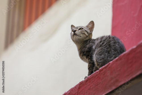 Canvas Print little cat sitting on red concrete wall